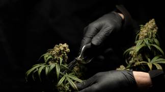cannabis-medicinal