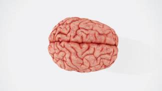 brain brain