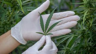 espe-cies-de-cannabis