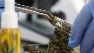 MARCO 06 Extracao de alta pureza na producao de cannabis medicinal.jpg